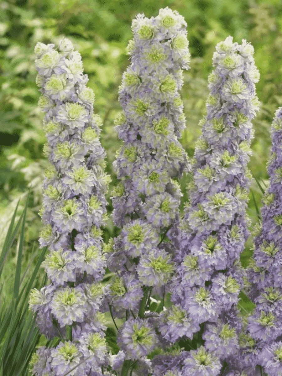 Дельфиниум  культурный Crystal Delight