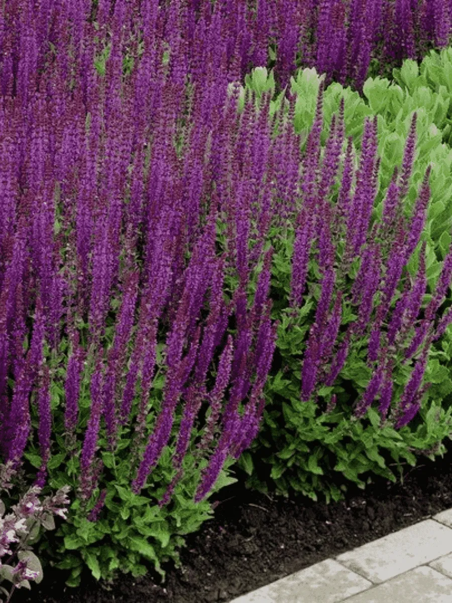 Шалфей дубравный Ostfriesland