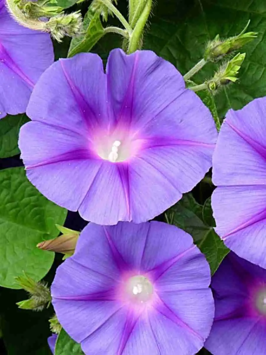 Ипомея Ипомея