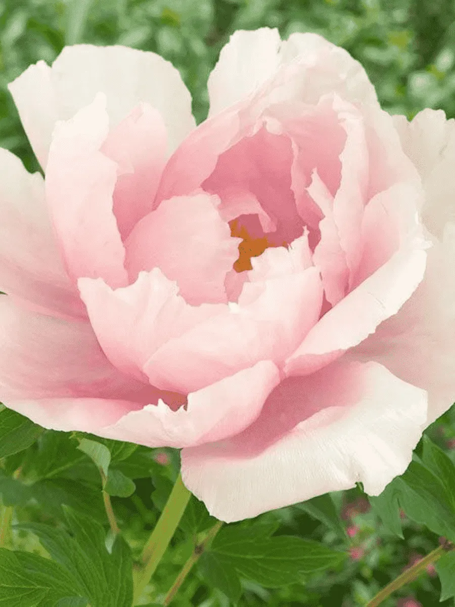 Пион Древовидный Light Pink