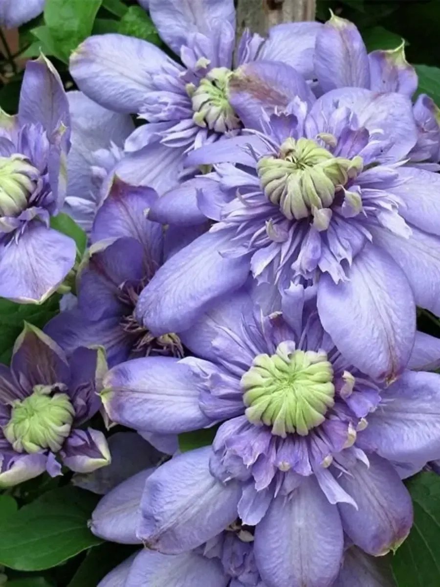 Клематис гибридный Blue Light Клематис гибридный Blue Light