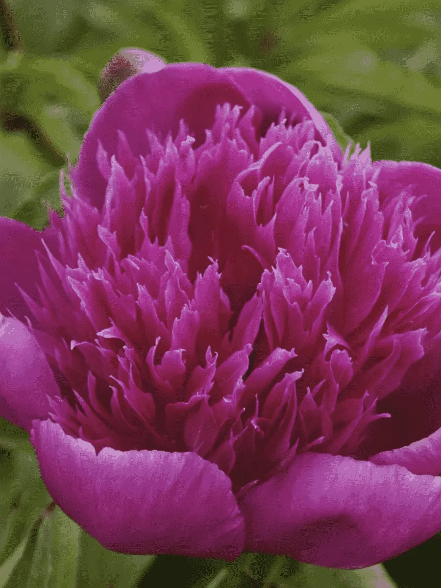 Пион Молочноцветковый Purple spider