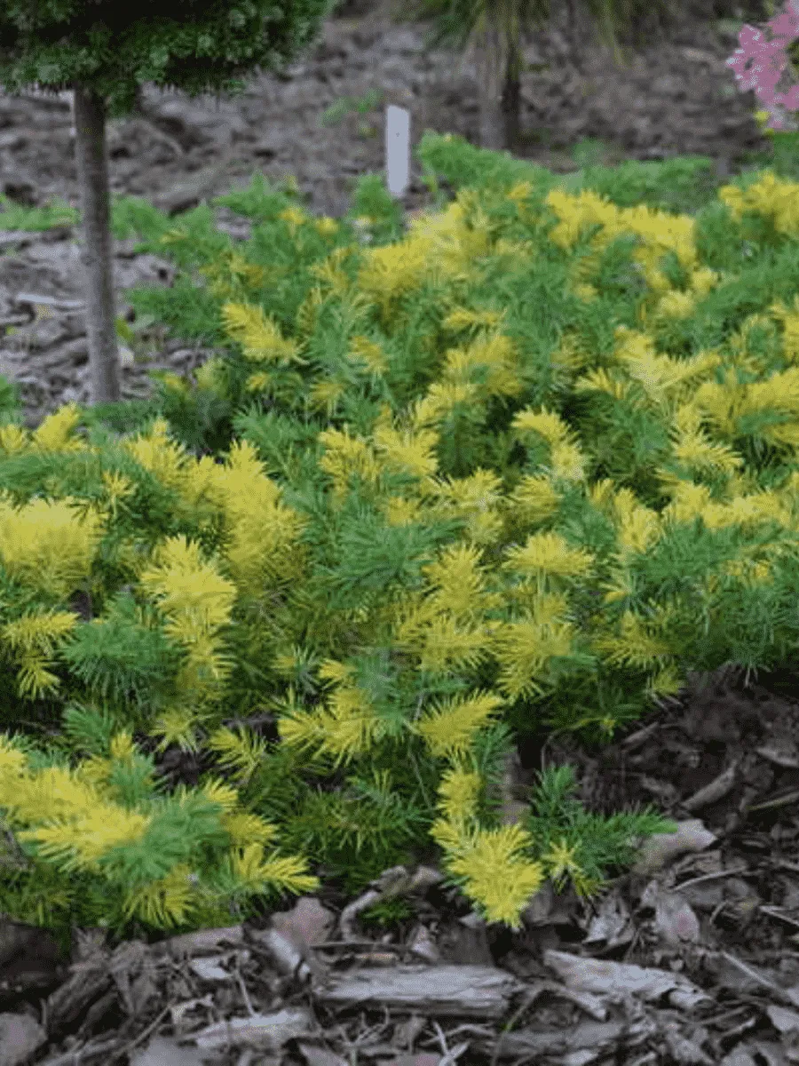 Можжевельник прибрежный Golden Wings