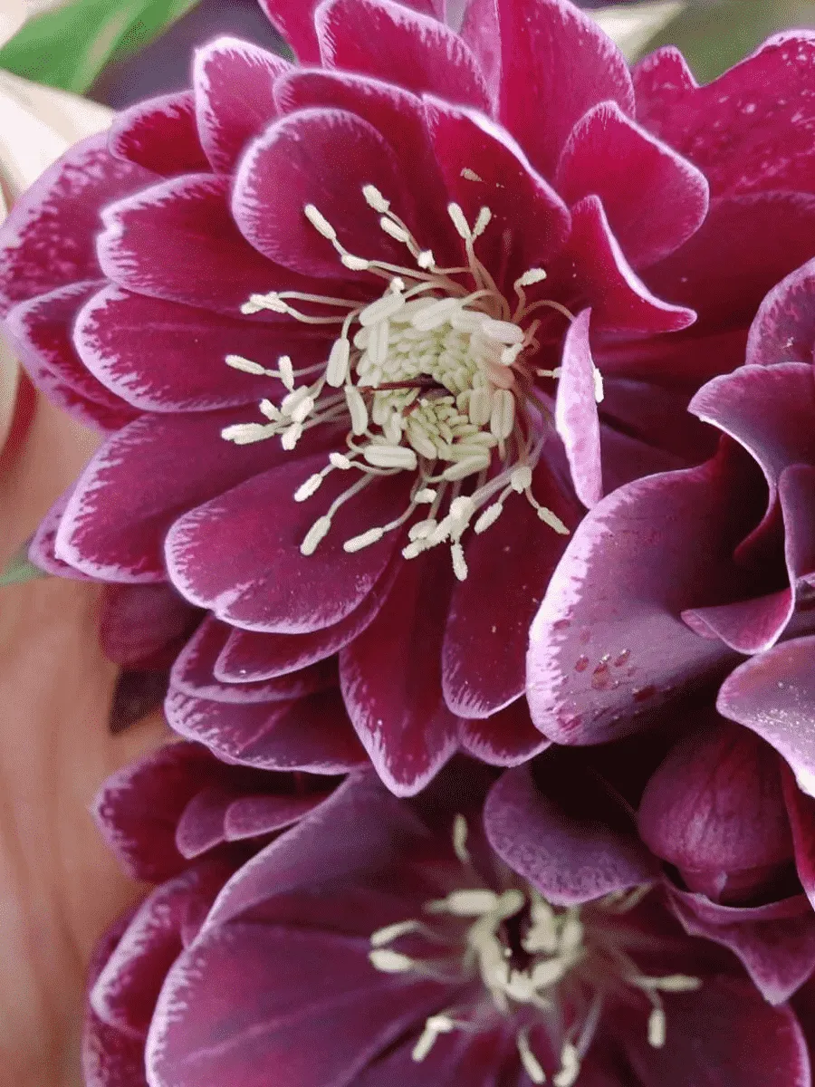 Морозник восточный Red Double