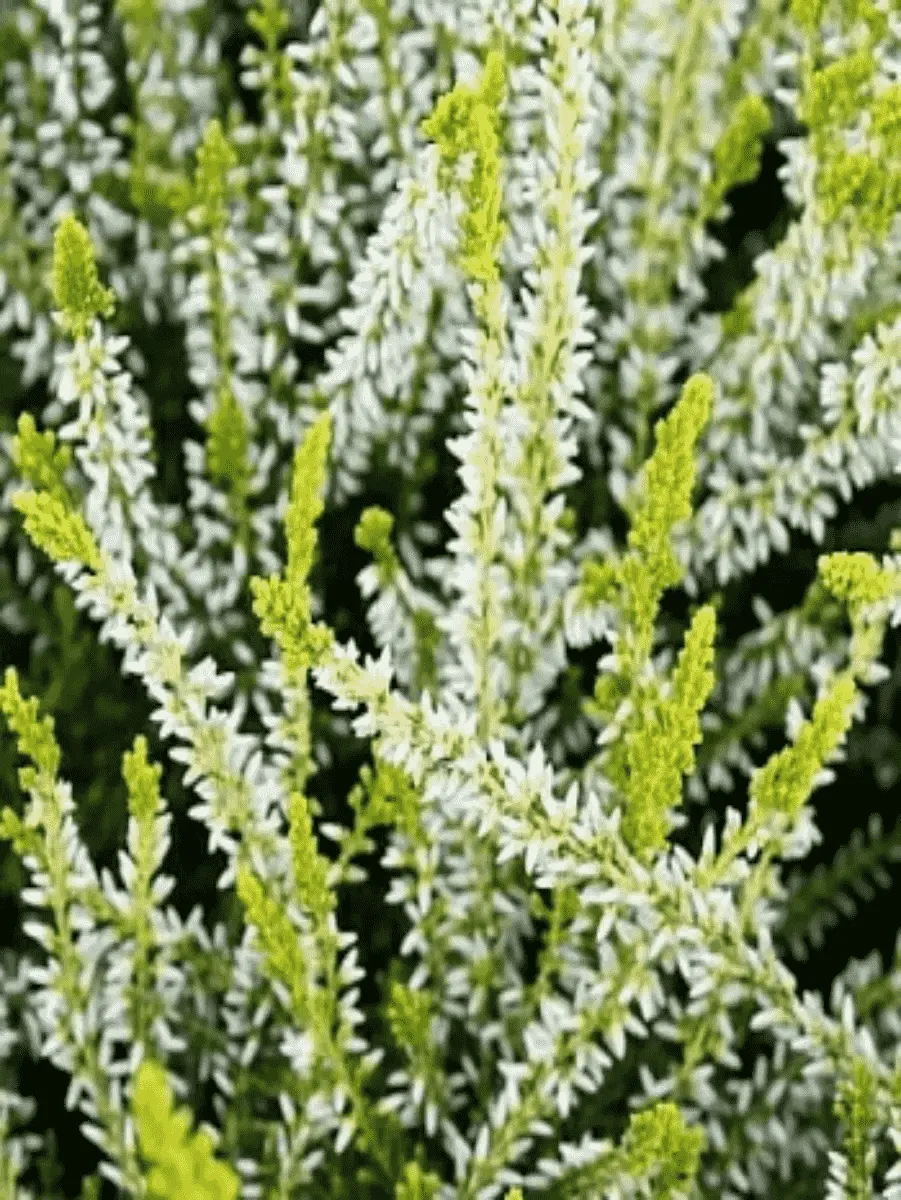 Вереск обыкновенный Aurelia