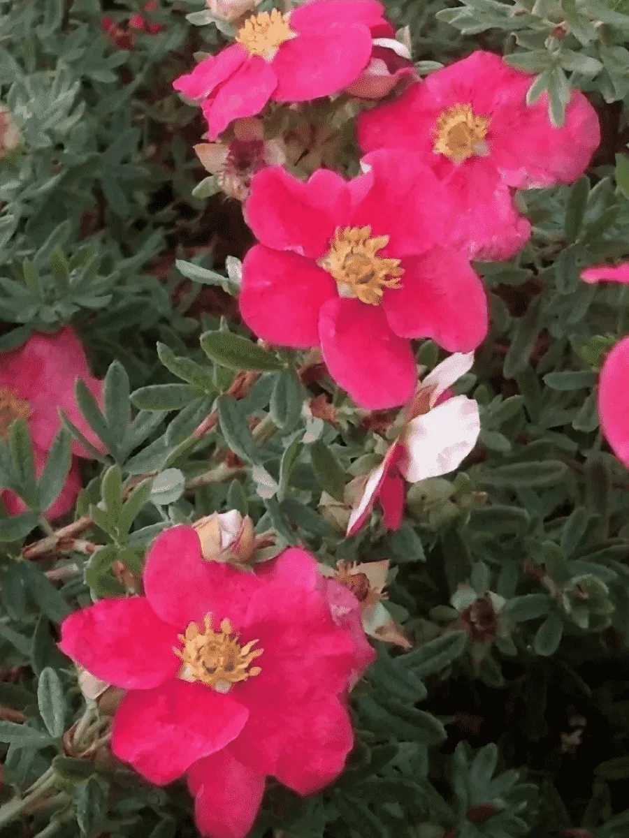 Лапчатка кустарниковая Данни Бой