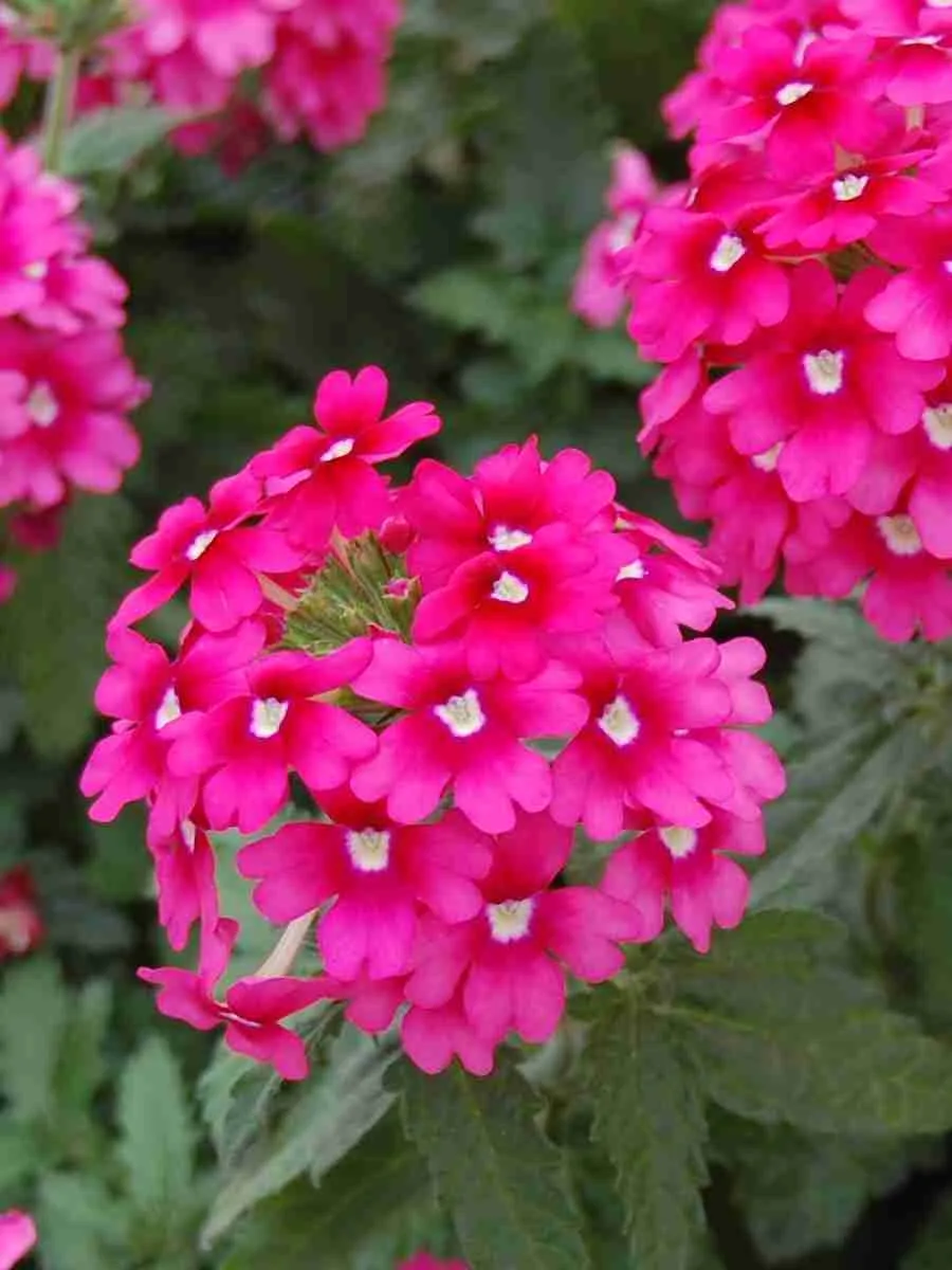 Вербена Вербена