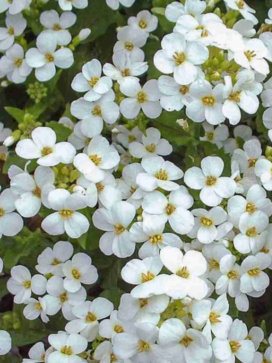 Арабис Арабис