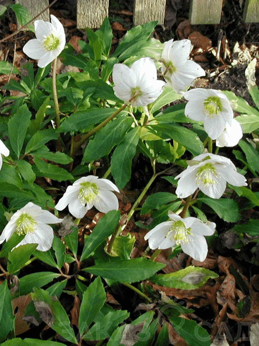 Морозник восточный White Lady