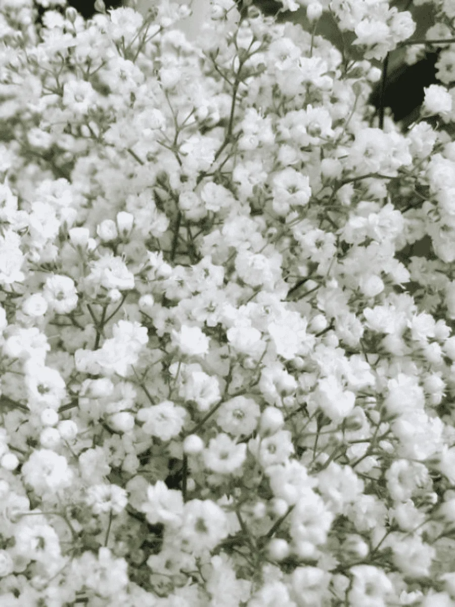 Гипсофила Гипсофила