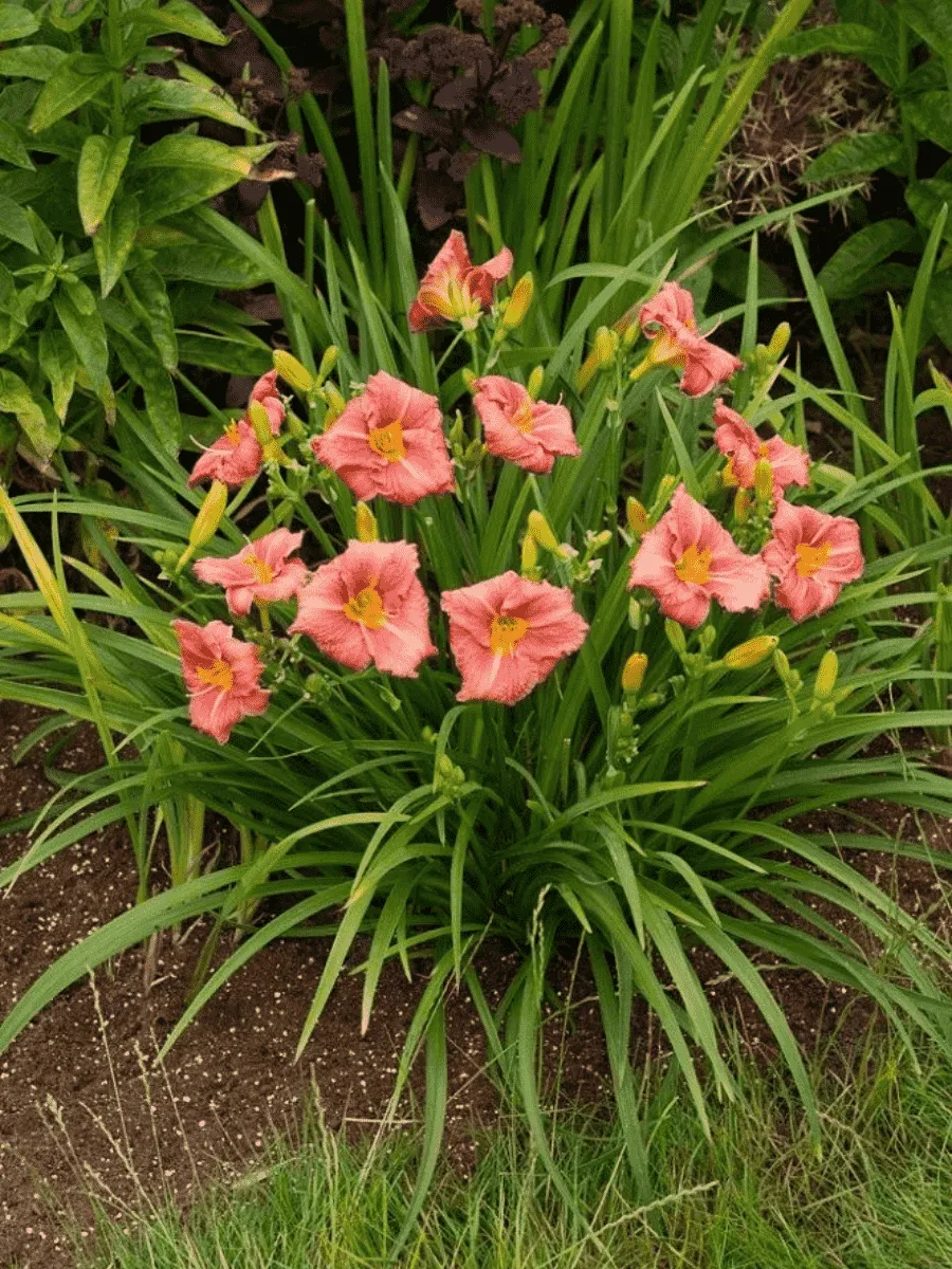 Лилейник Dress Code