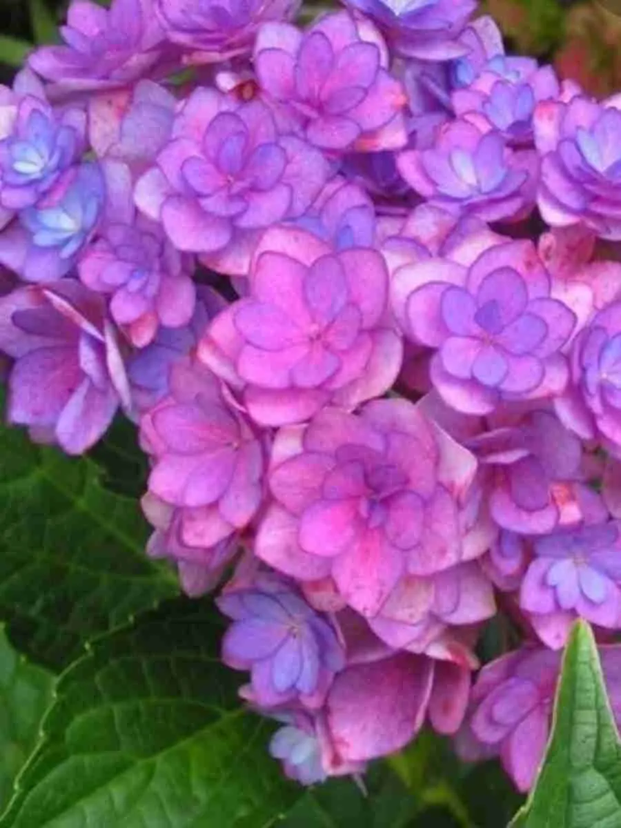 Гортензия крупнолистная You And Me Forever