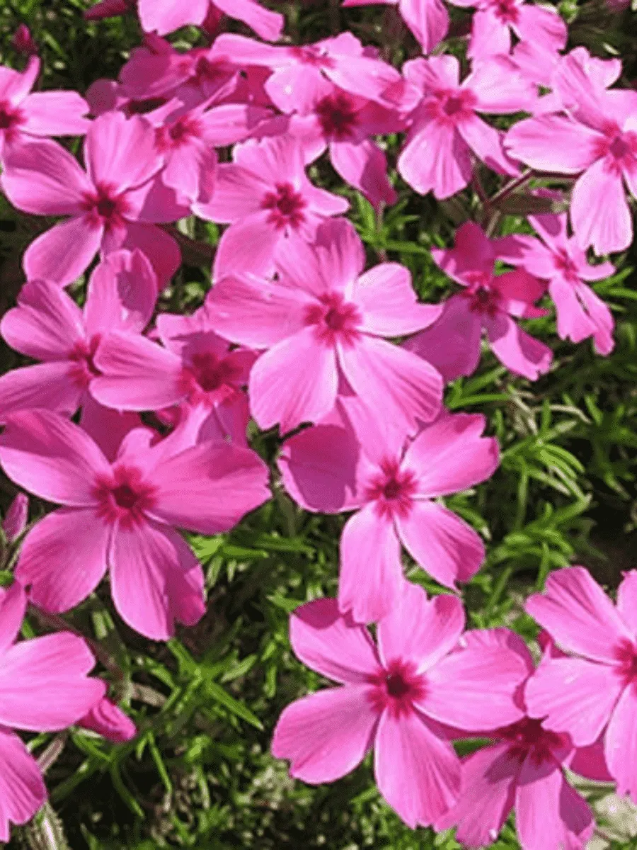 Флокс шиловидный Drummond pink