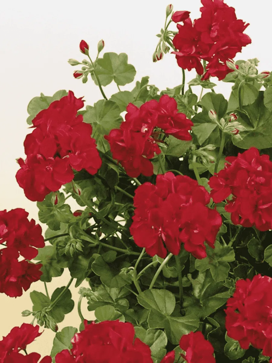 Пеларгония плющелистная Toscana Sunflair Red (Paula) Пеларгония плющелистная Toscana Sunflair Red (Paula)