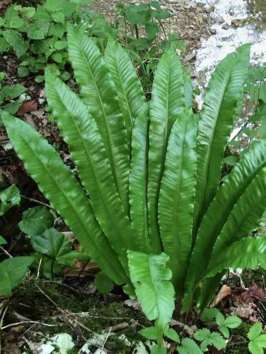 Листовик Листовик