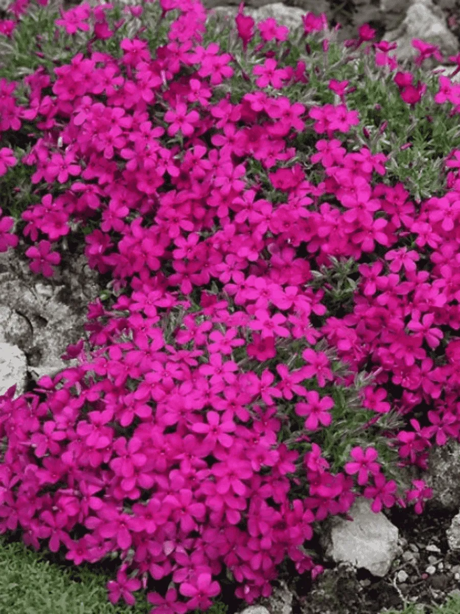 Флокс дугласа Red Admiral
