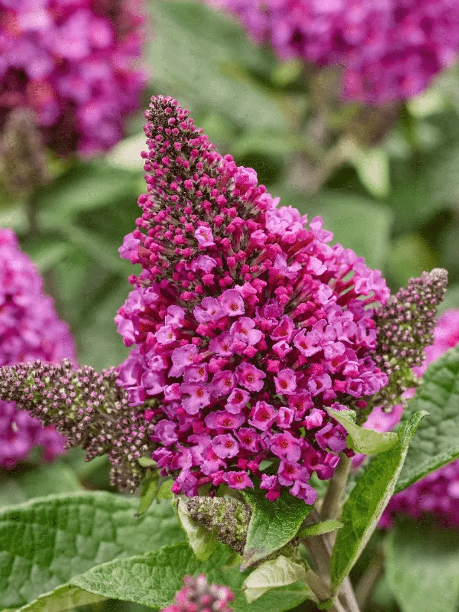 Буддлея Давида Little Rockstars Red