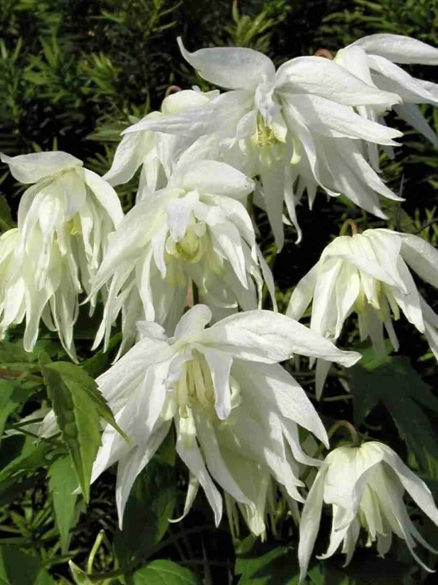 Клематис Albina Plena