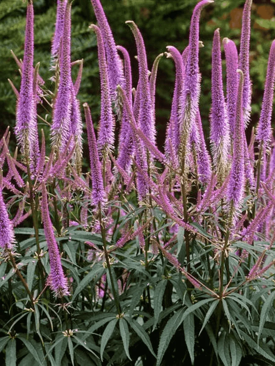 Вероникаструм Вероникаструм