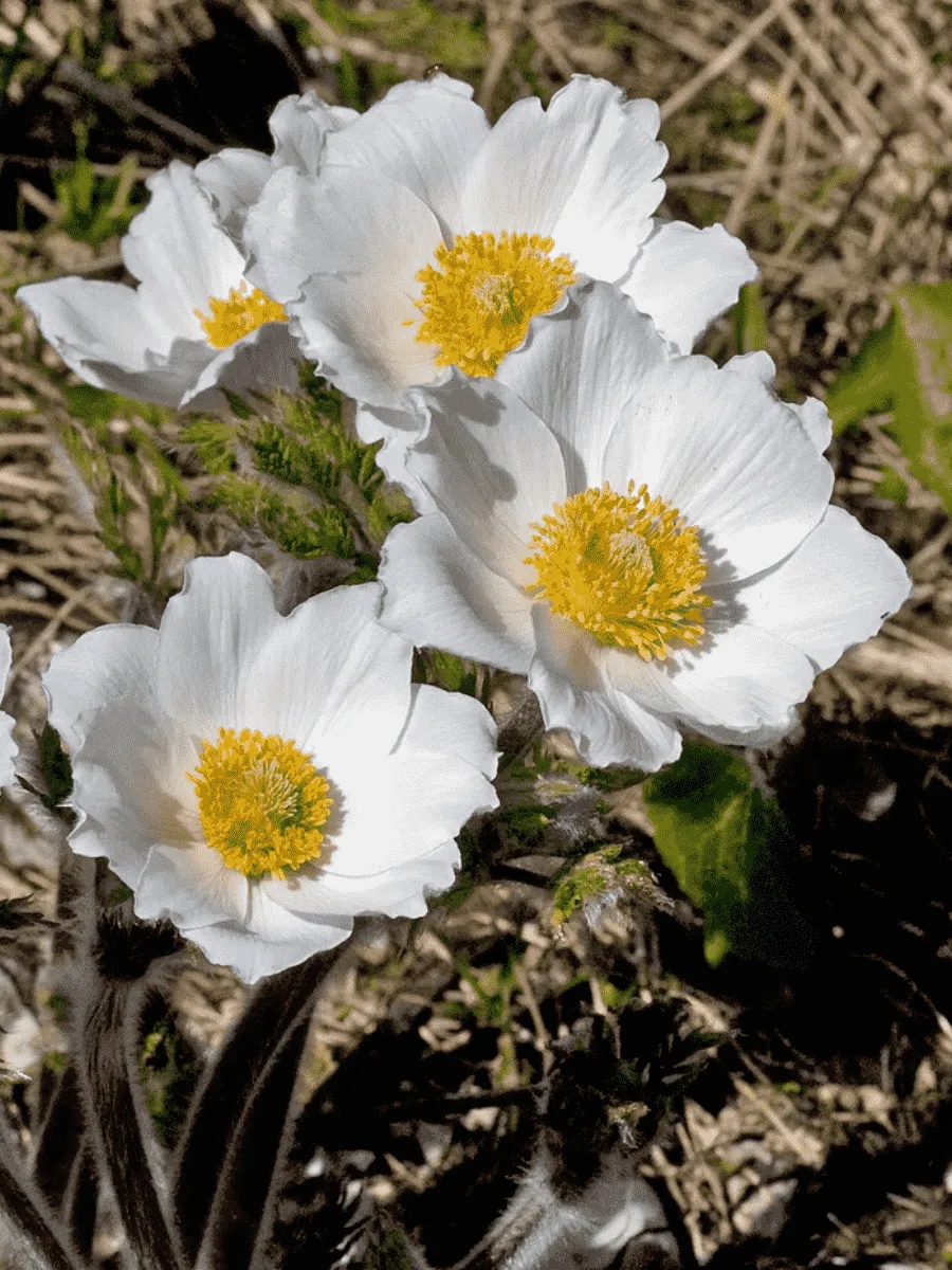 Прострел Альпийский Sulphurea Прострел Альпийский Sulphurea