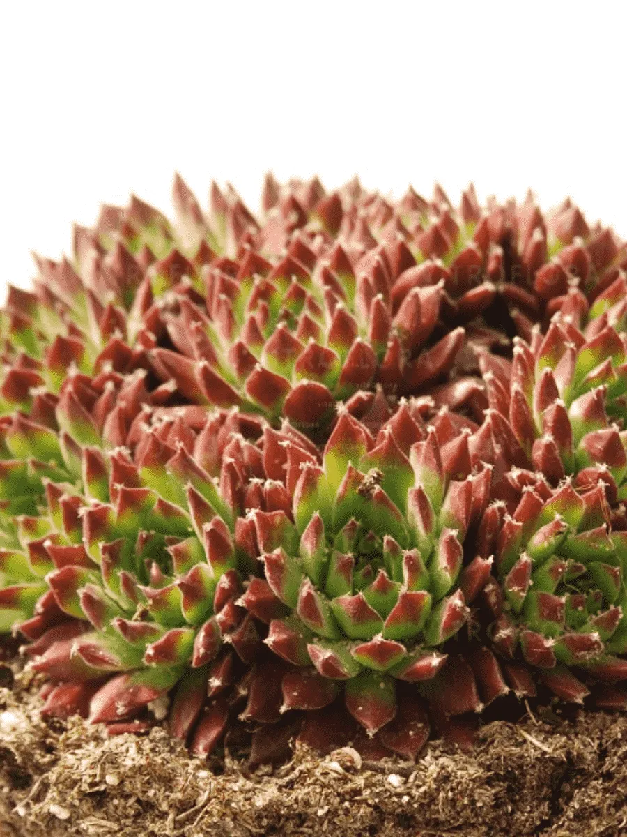 Молодило гибридное Ultraturmaline