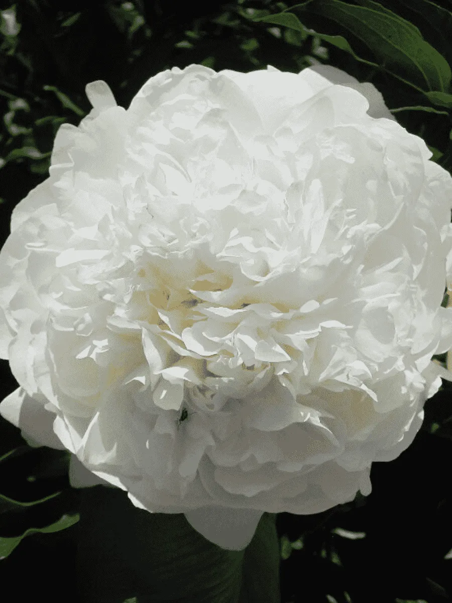 Пион Молочноцветковый Ann Cousins