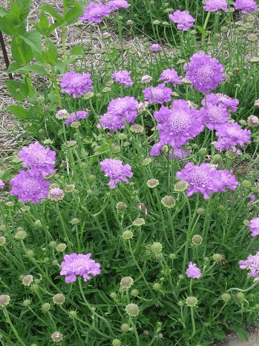 Скабиоза  голубиная Butterfly Blue Скабиоза  голубиная Butterfly Blue