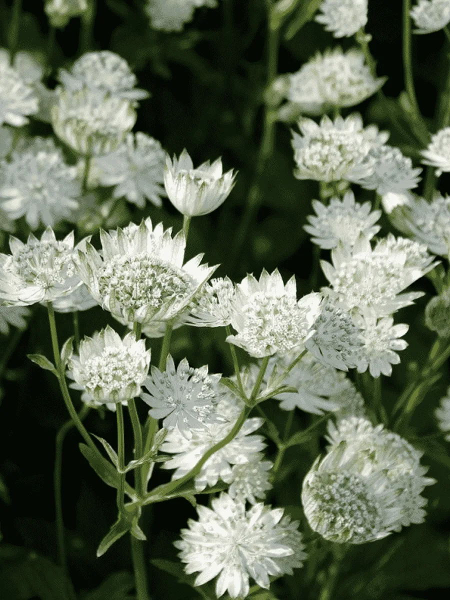 Астранция большая Alba