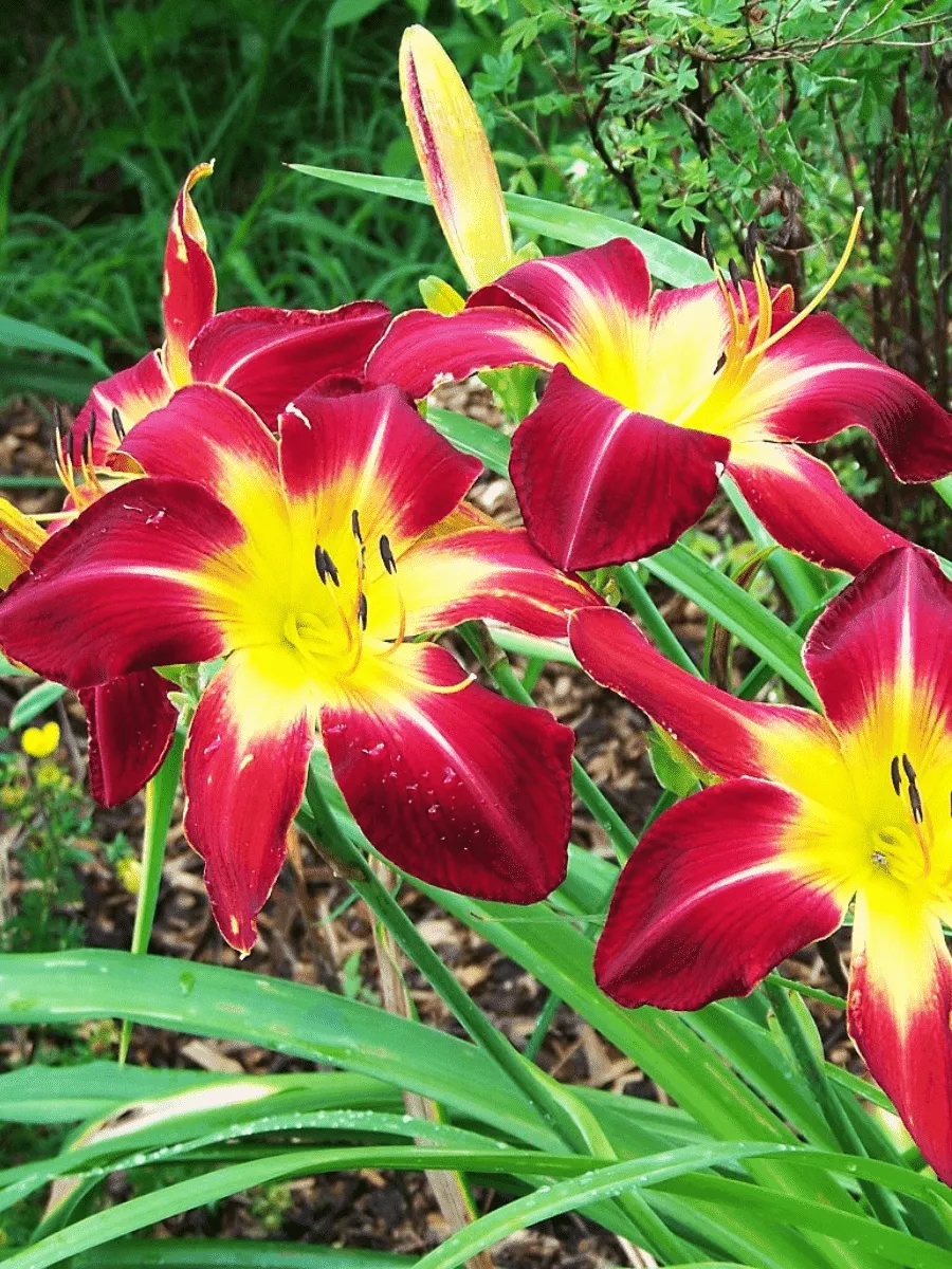 Лилейник Лилейник