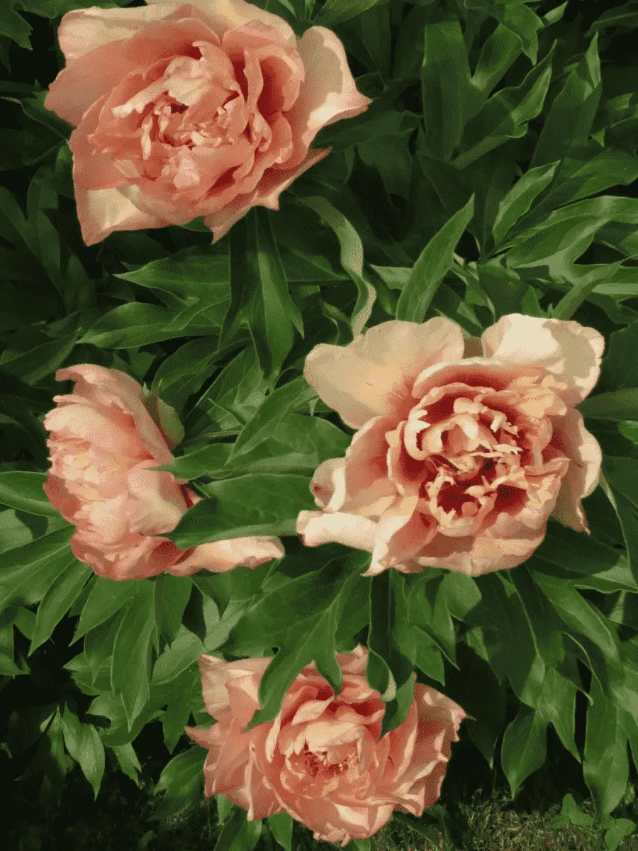 Пион ИТО Callies Memory