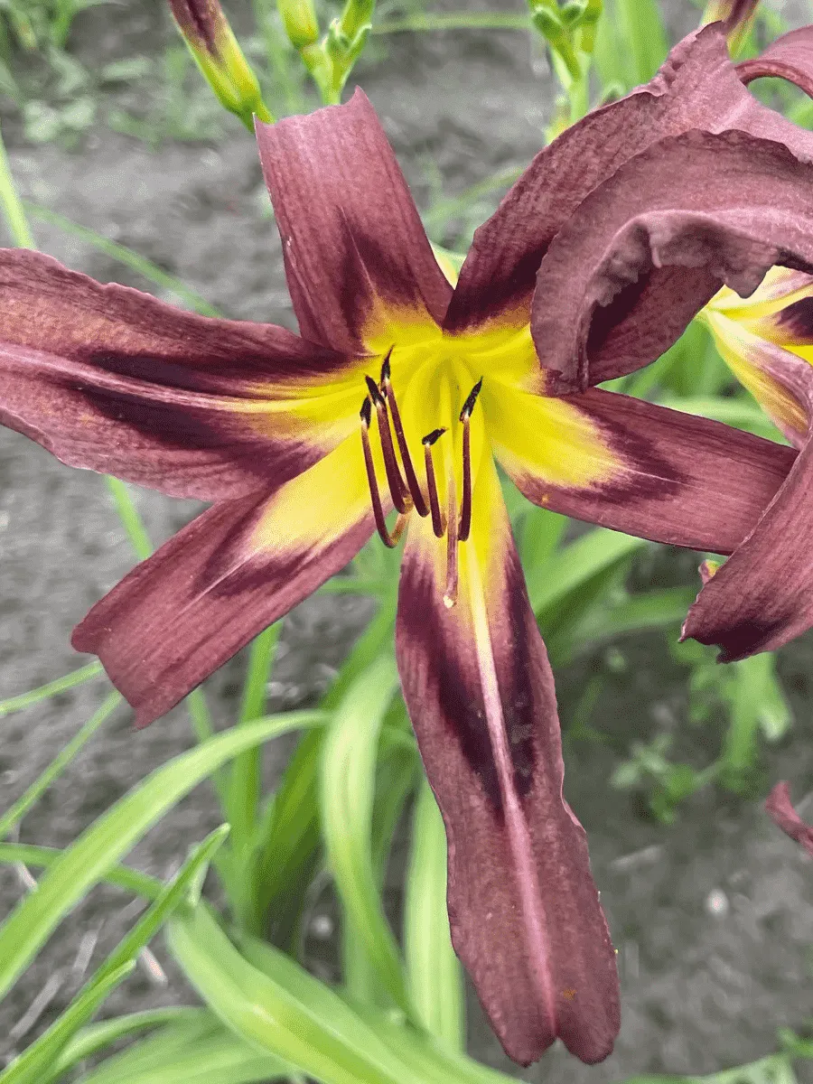 Лилейник Black Arrowhead