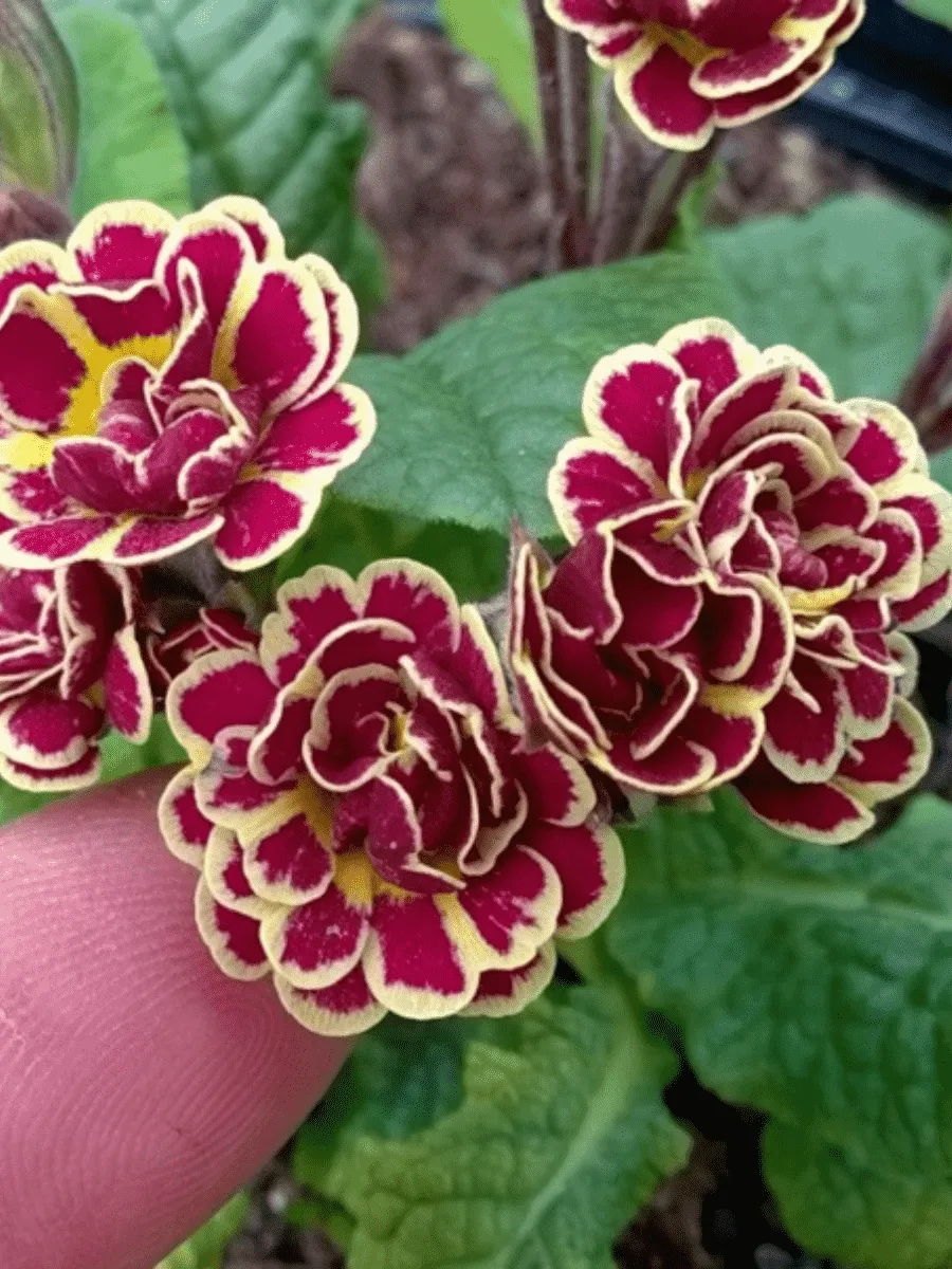 Примула Elizabeth Killalay