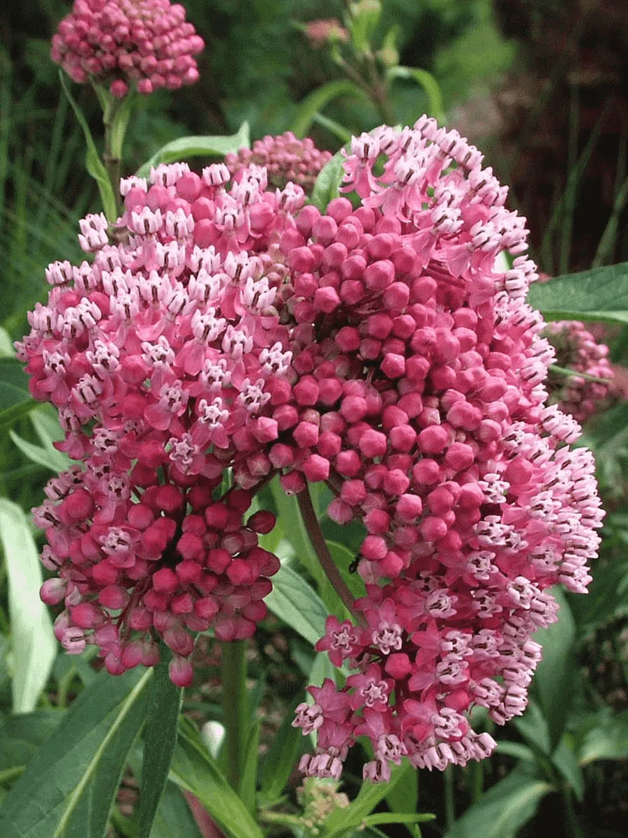 Ваточник инкарнатный Cinderella