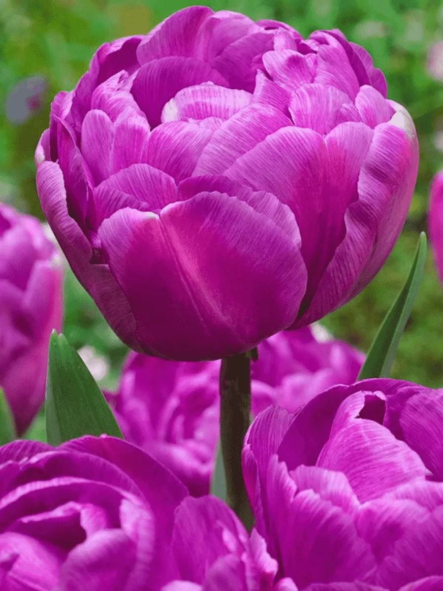 Тюльпан Махровый Blue Diamond