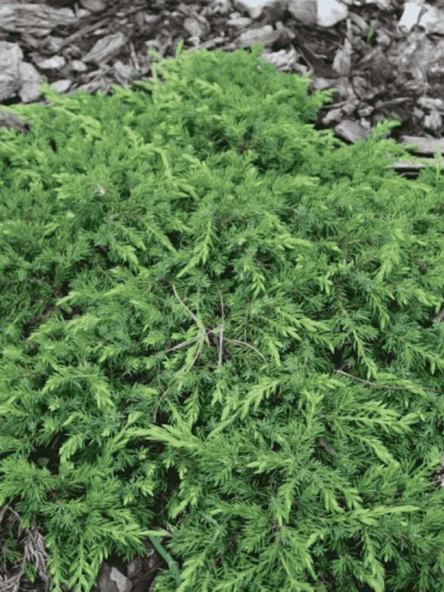 Можжевельник обыкновенный Corielagan