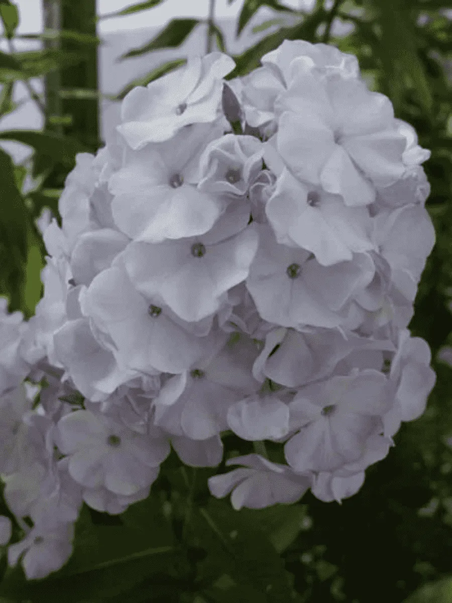 Флокс метельчатый Ладога