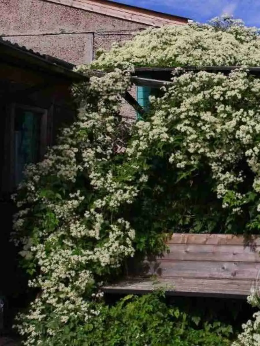 Клематис виноградолистный