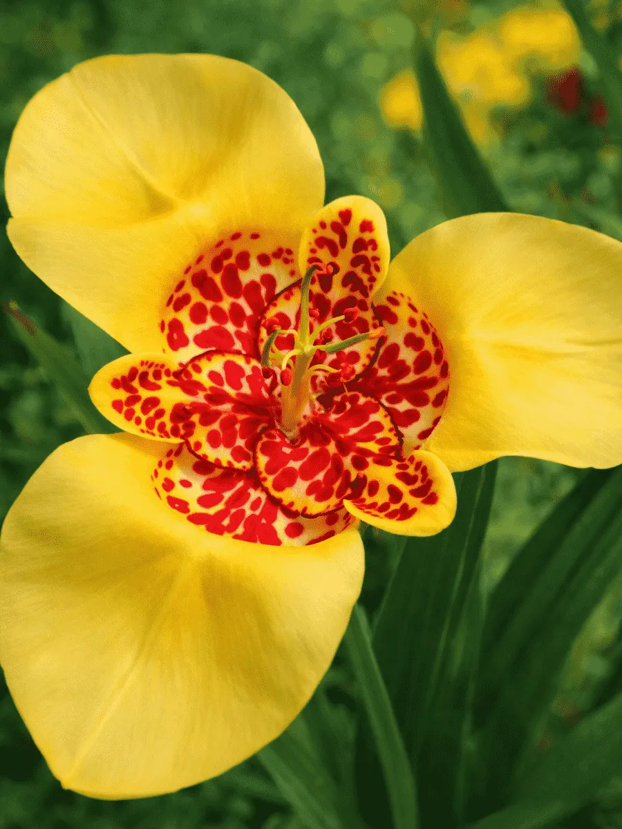 Тигридия Yellow