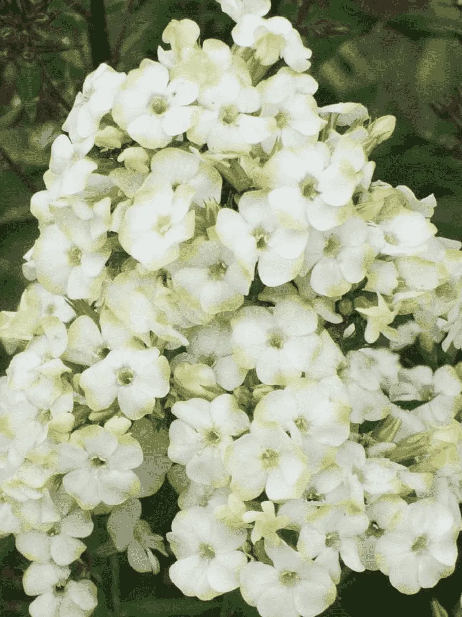 Флокс метельчатый Jade