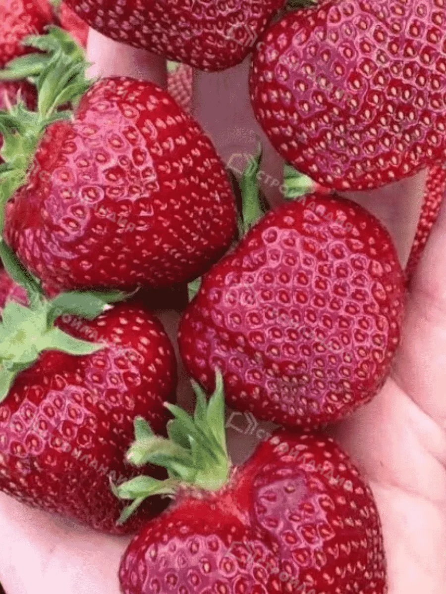 Земляника Вивальди Земляника Вивальди