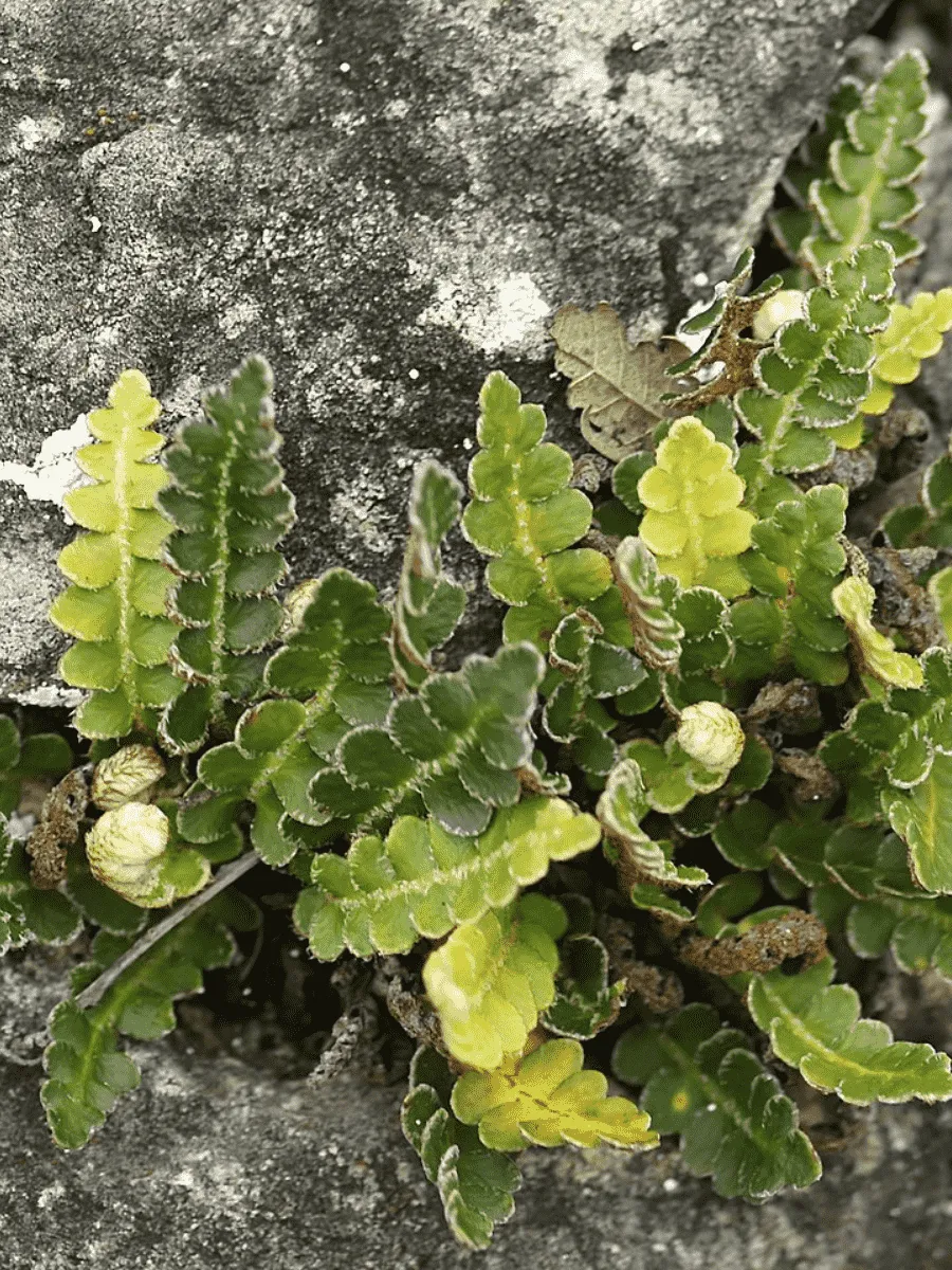 Скребница аптечная