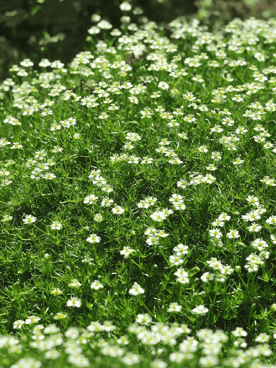 Мшанка шиловидная Green Moss Мшанка шиловидная Green Moss