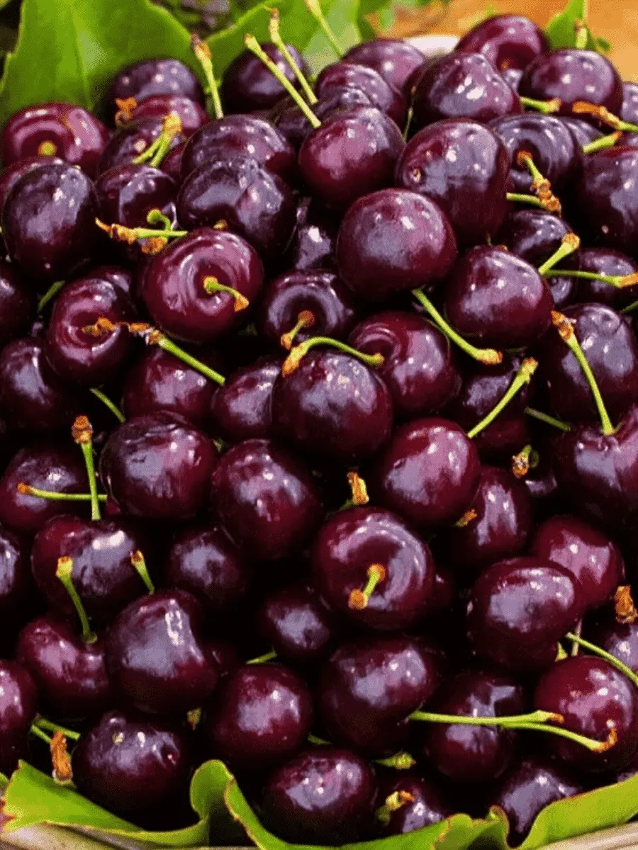 Черешня Подарок Степанову