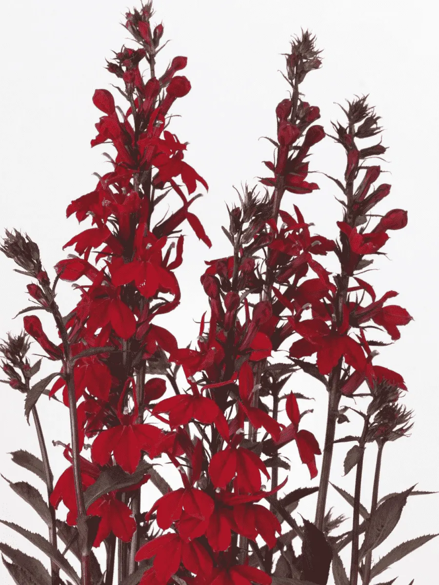 Лобелия прекрасная Starship Scarlet Bronze Leaved