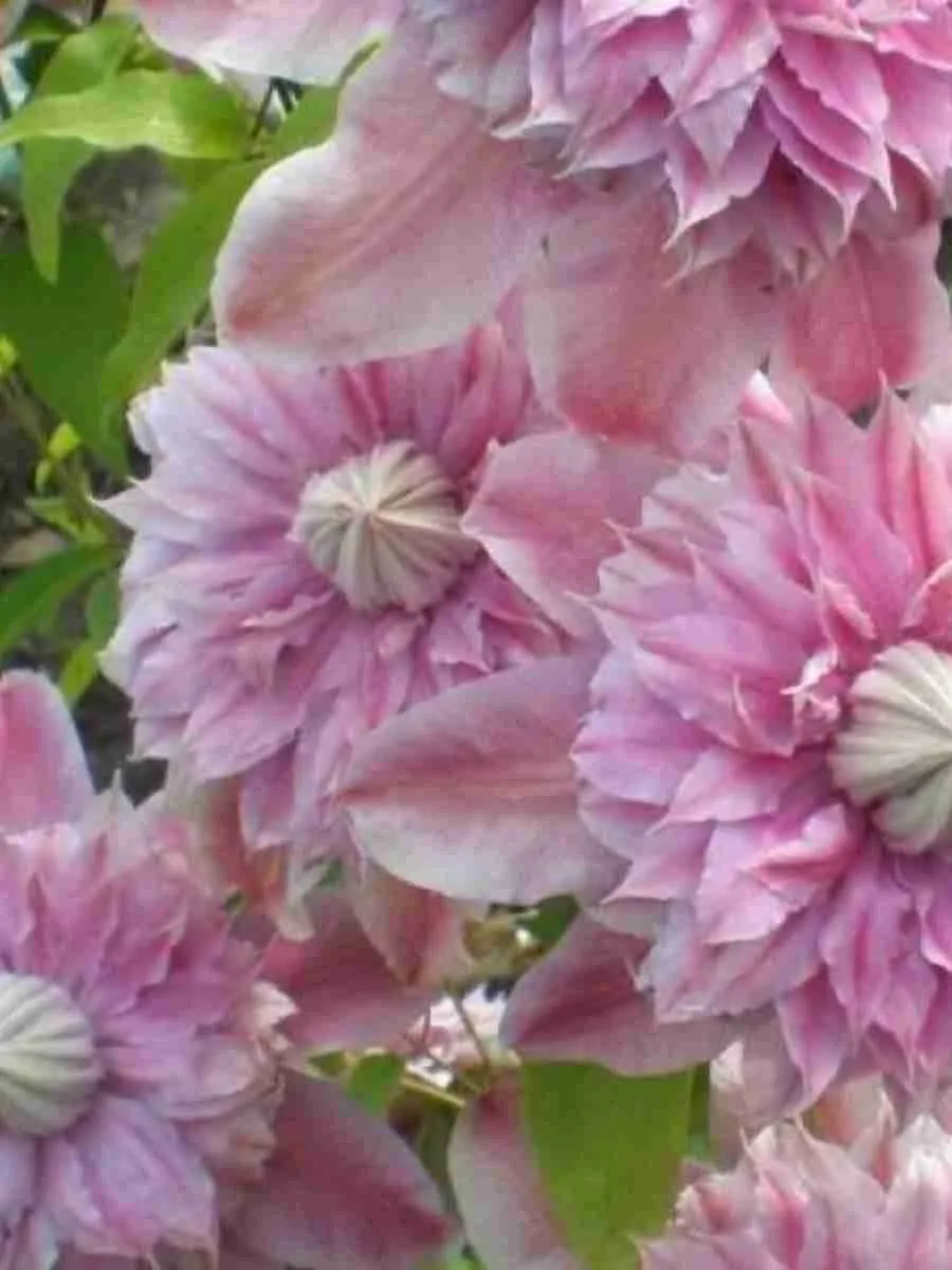 Клематис гибридный Innocent Blush