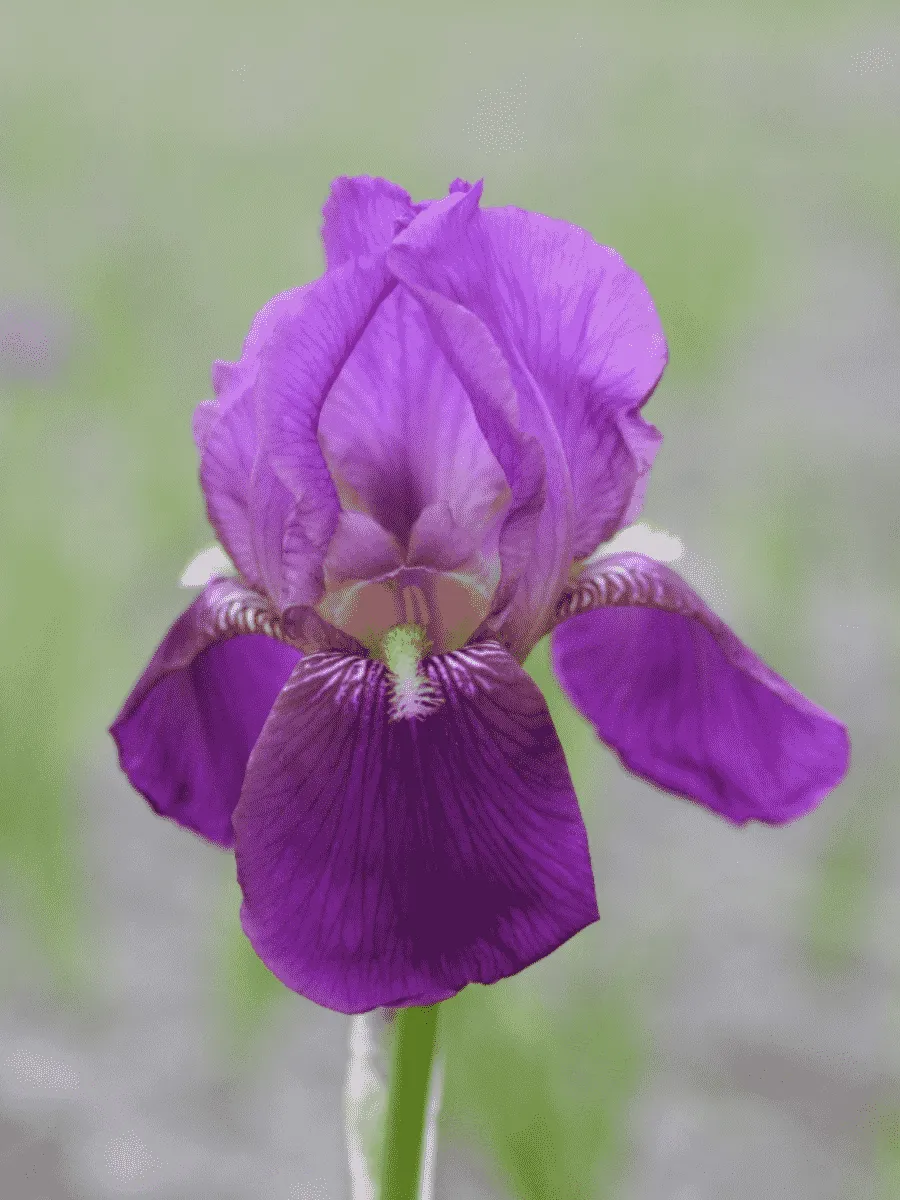 Ирис германский Imperator