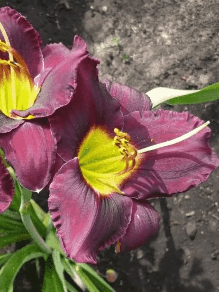 Лилейник Bella Lugosi