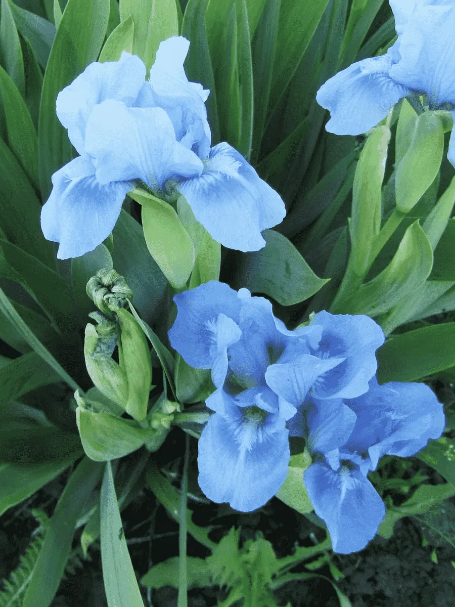 Ирис карликовый Blue