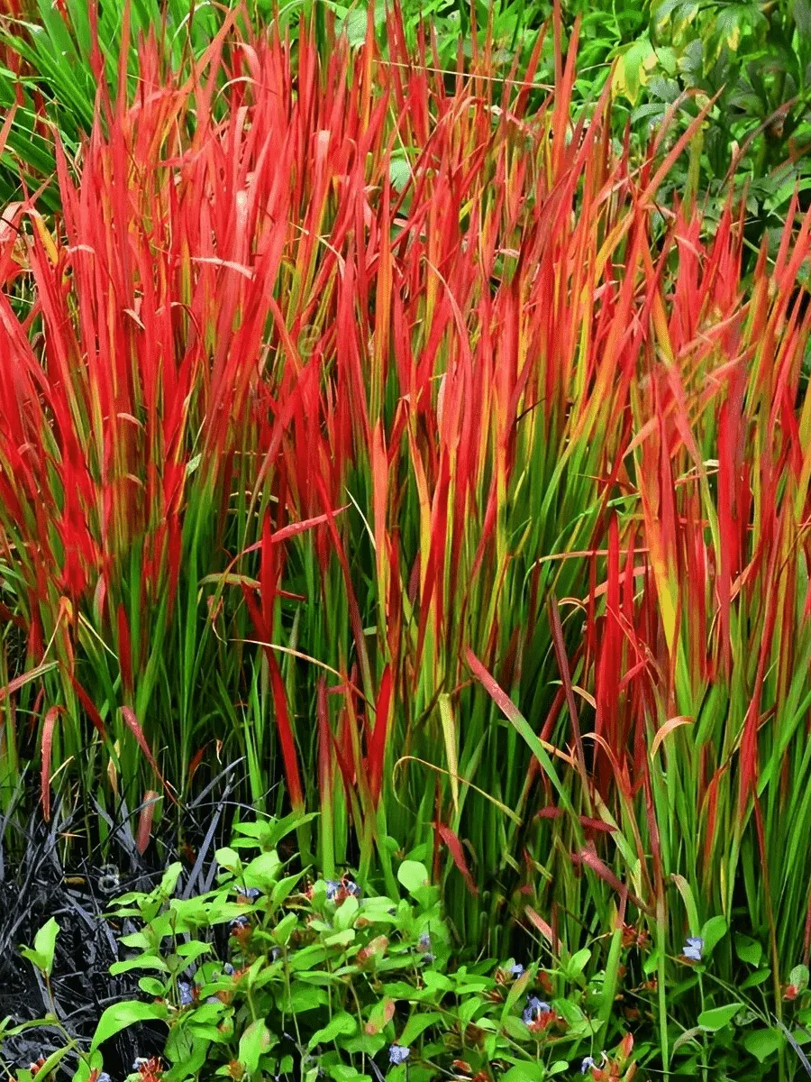 Императа цилиндрическая Red Baron Императа цилиндрическая Red Baron