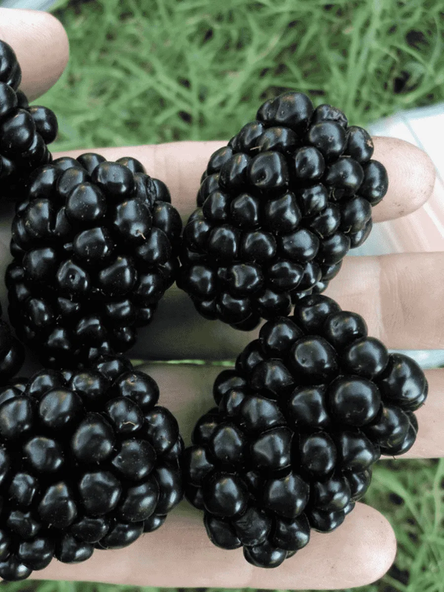 Ежевика Arapaho Ежевика Arapaho